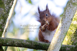 Red Squirrel Photographs by Betty Fold Gallery Hawkshead